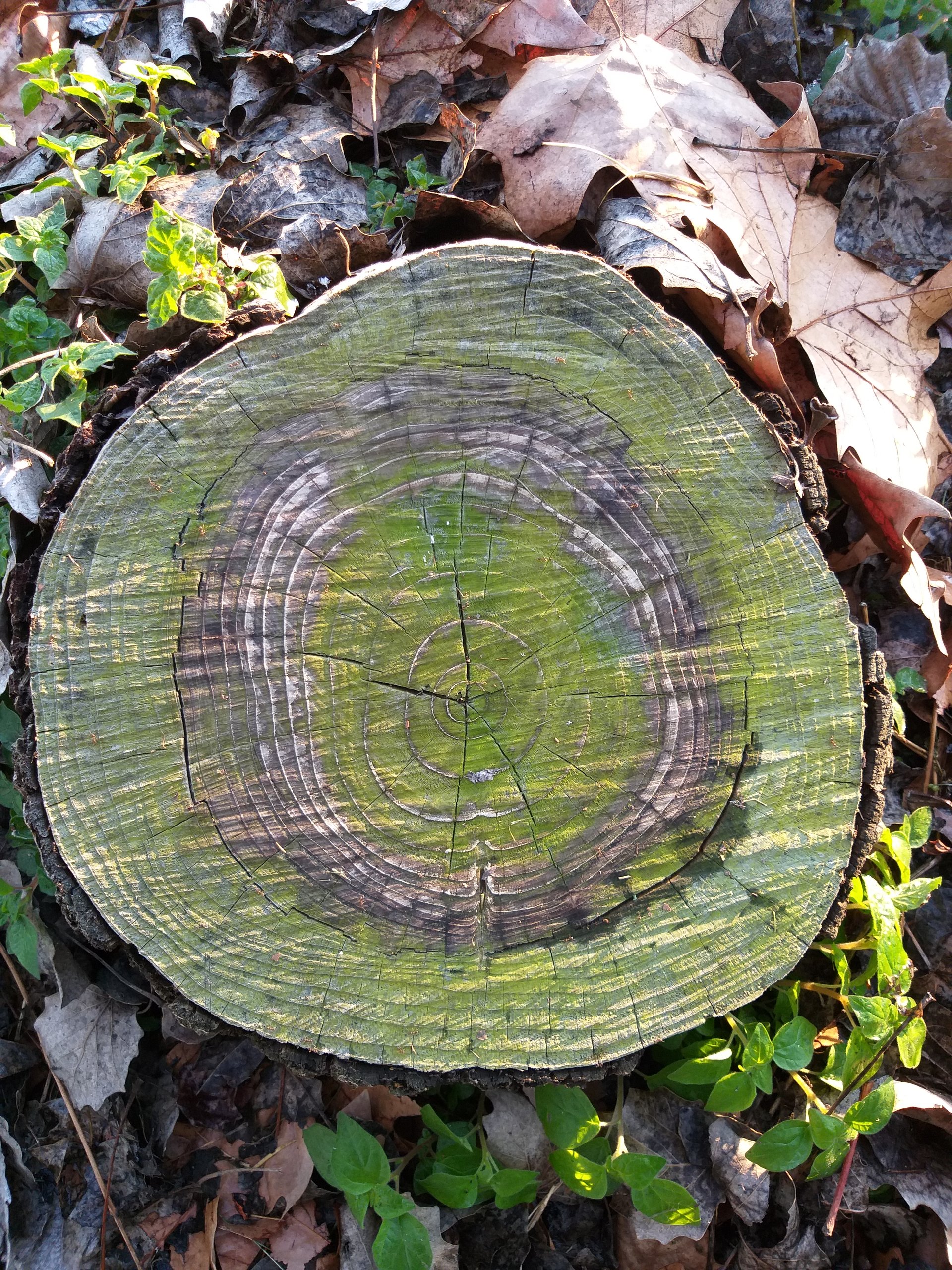 Parque Siete Sillas tocón árbol 1